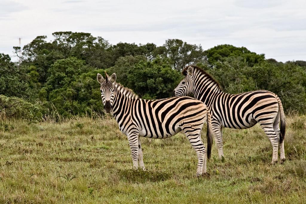 Safari Lodge- 阿马卡拉保护区 外观 照片